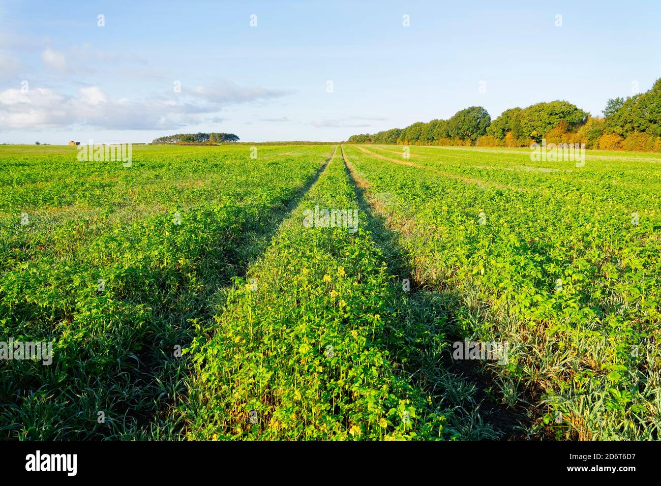 Die langen Reihen der Kulturen, die auf dem Feld unter dem hellen Herbsthimmel wachsen. Stockfoto