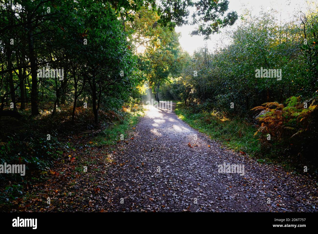 Ein Schacht von hellem Herbstsonnenlicht auf einem Fußweg hinein Sherwood Forest Stockfoto