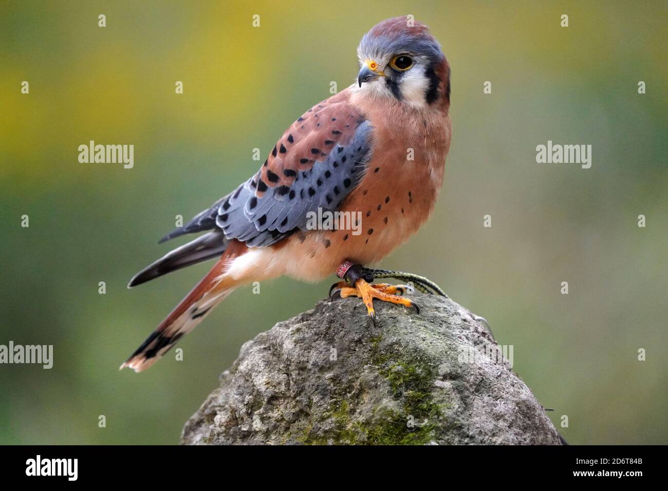 Kestrel-Männchen thront und klatscht Stockfoto