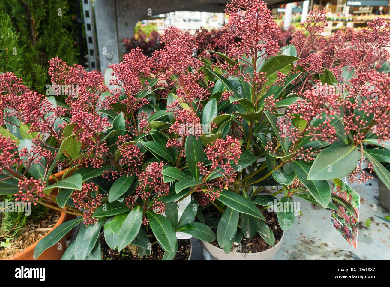 Skimmia japonica Rubella, Strauch. Stockfoto