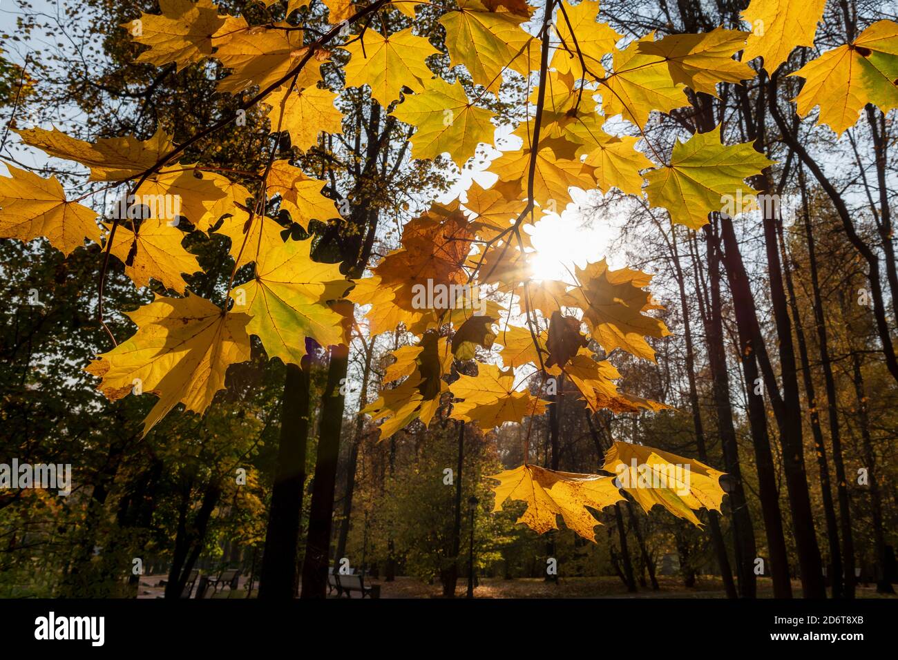 Herbstgelbe Farbe Blätter in Ahornbäumen bei Sonnenuntergang Stockfoto