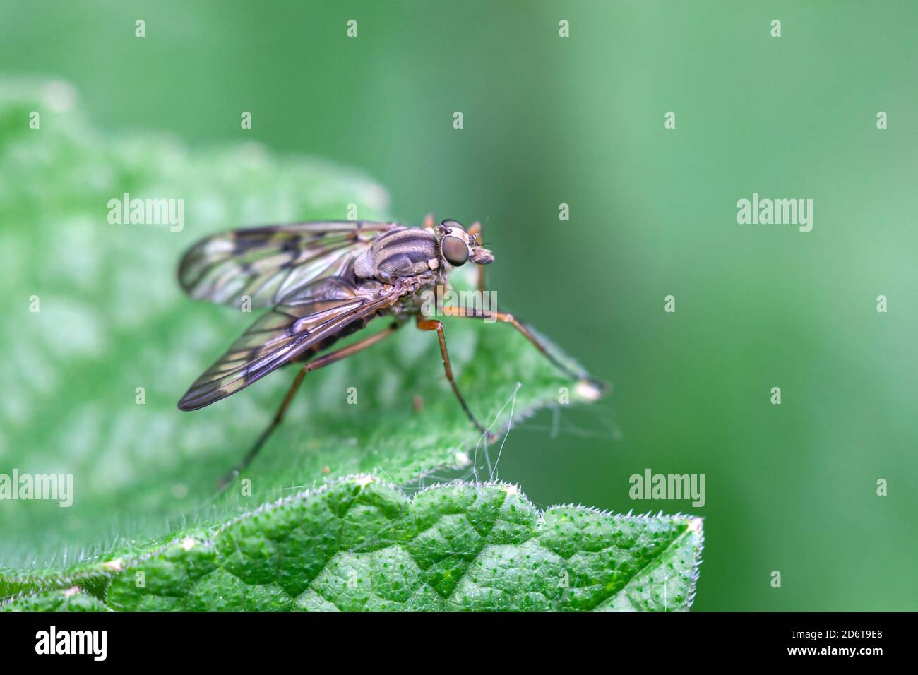 Snipe Fly Rhagio scolopaceus Stockfoto