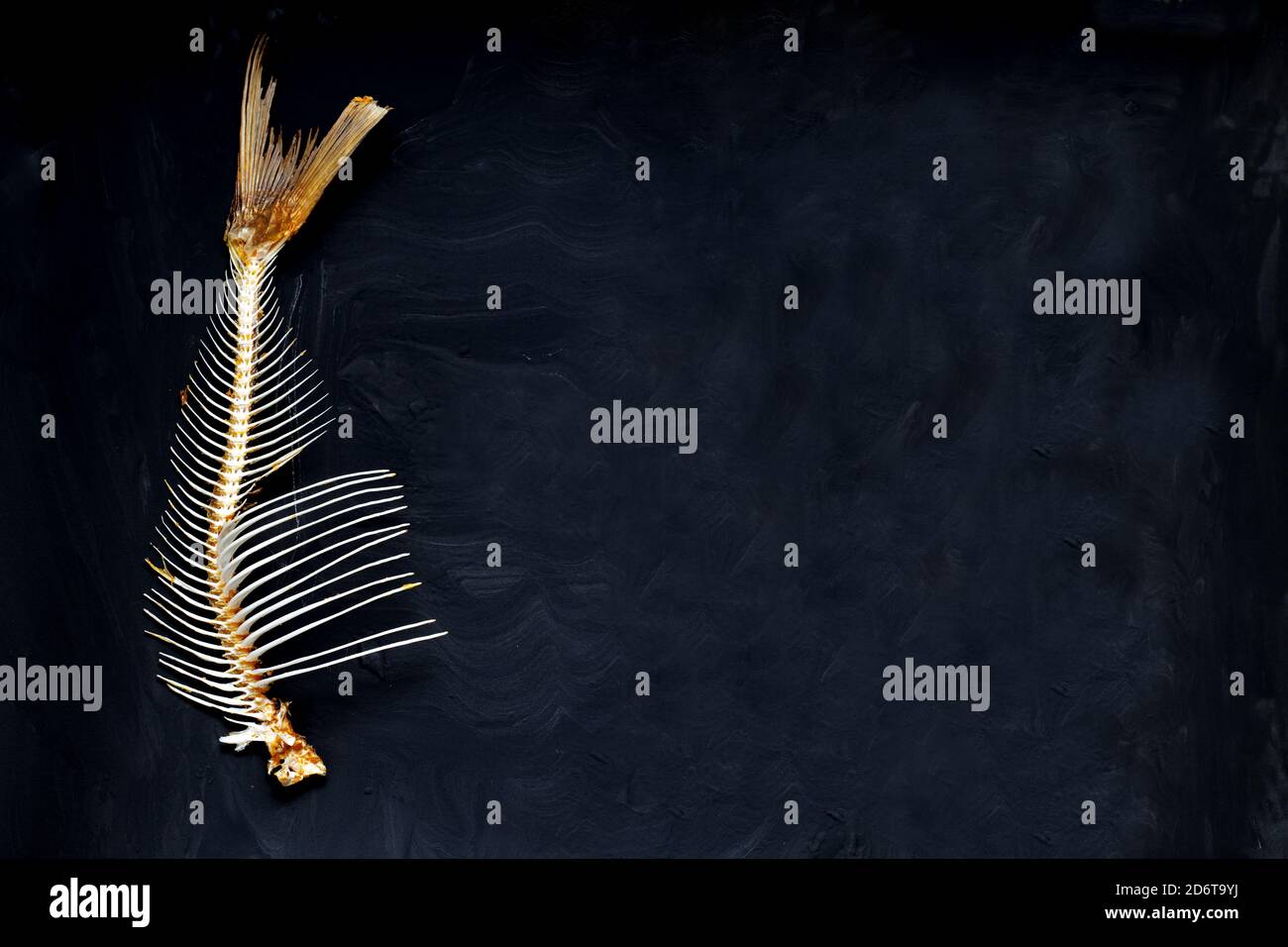 Fischskelett auf dunklem Hintergrund. Leerzeichen für Text Stockfoto