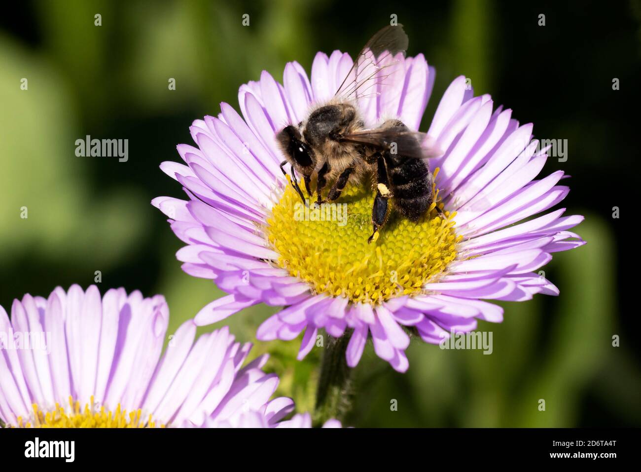 WESTERN Honey Bee APIs melifera Stockfoto