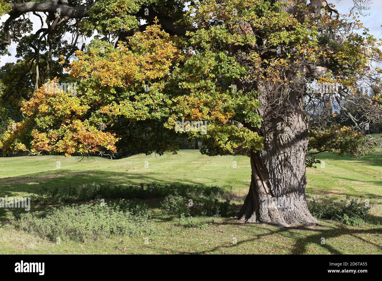 Eiche im Herbst, Mid Wales, Powys, uk Stockfoto