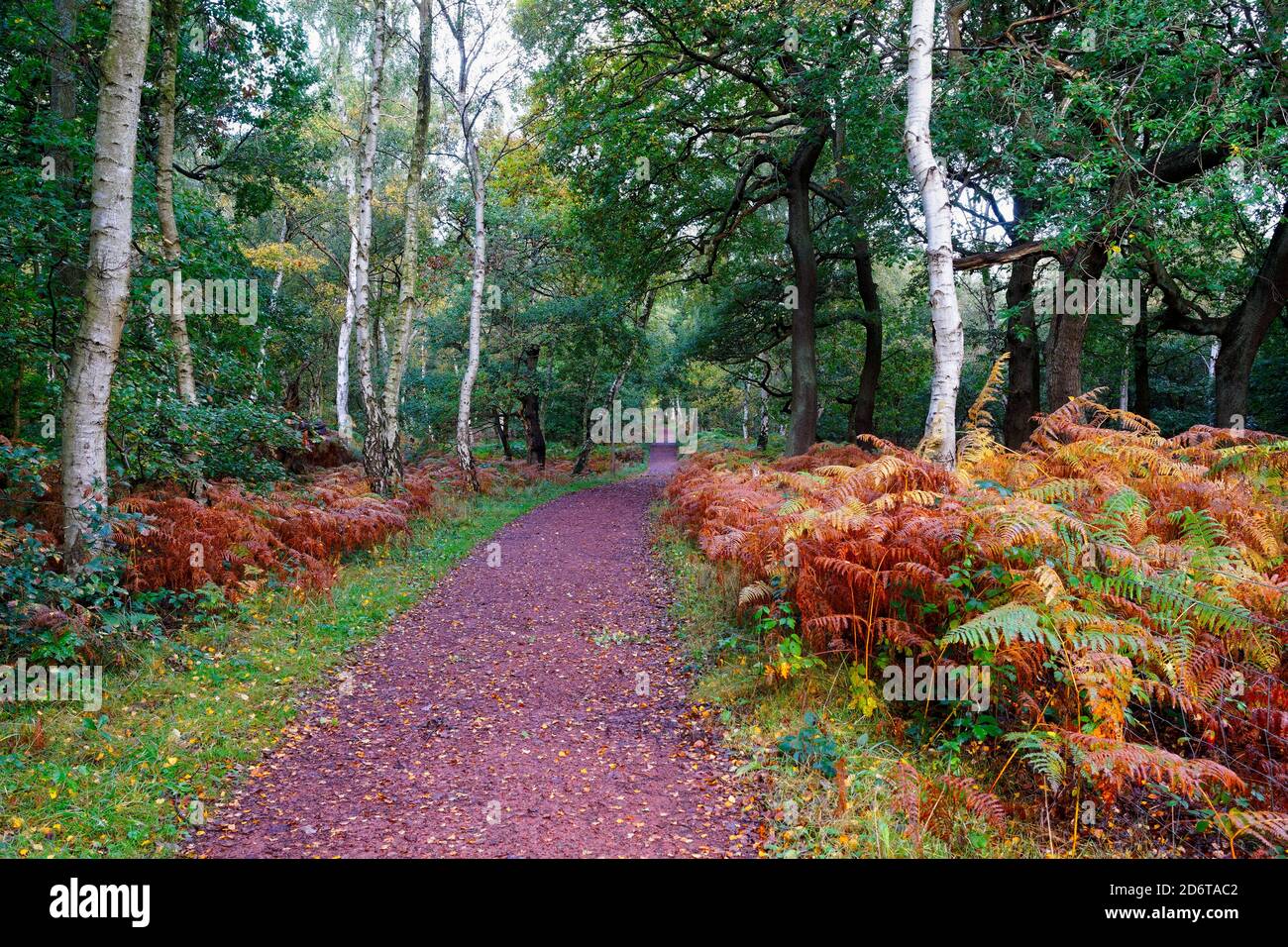 Schmaler Waldweg zwischen Farnen und Silberbirken an einem feuchten Herbsttag im Sherwood Forest Stockfoto
