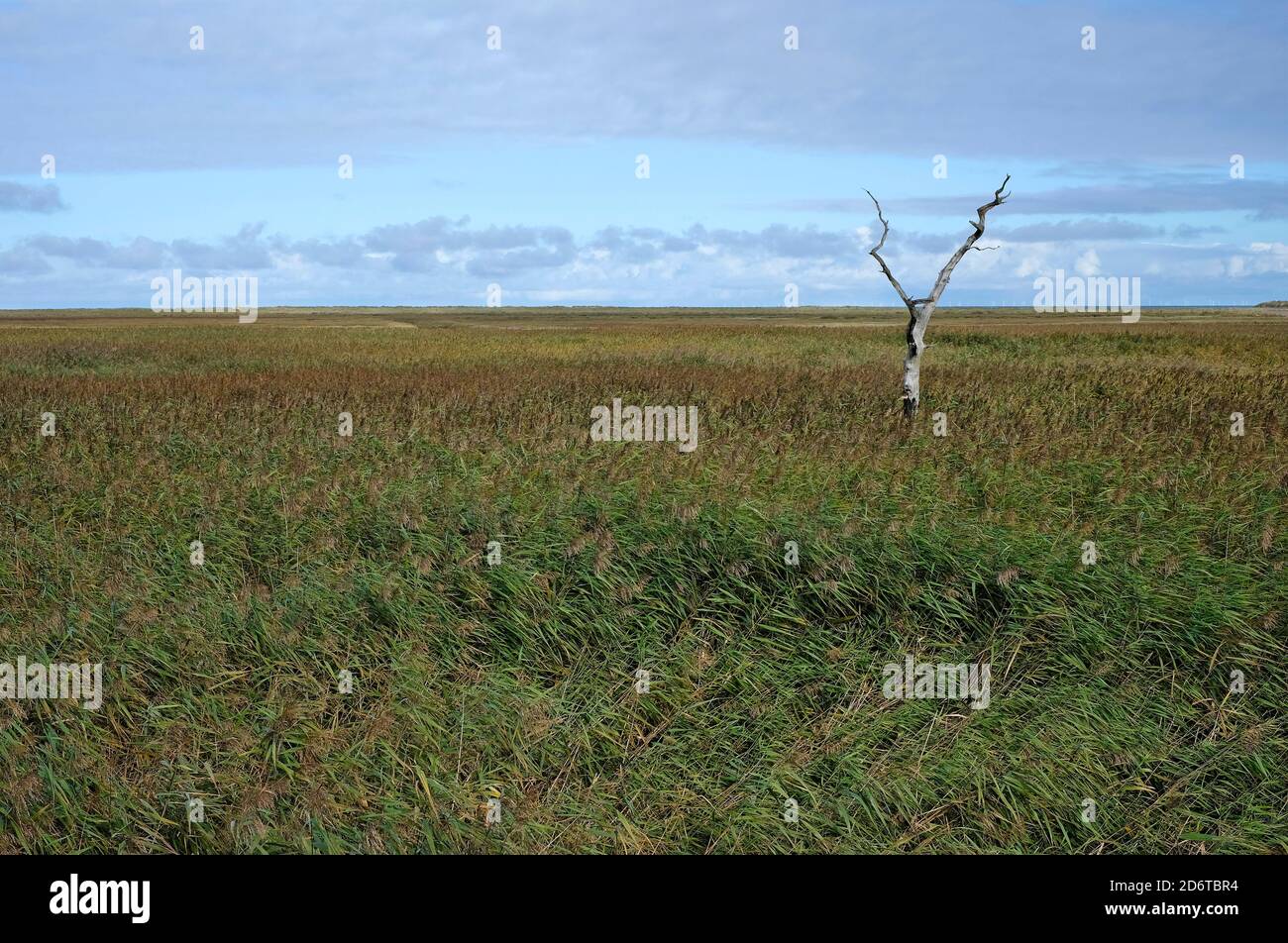 titchwell Naturschutzgebiet, Nord norfolk, england Stockfoto