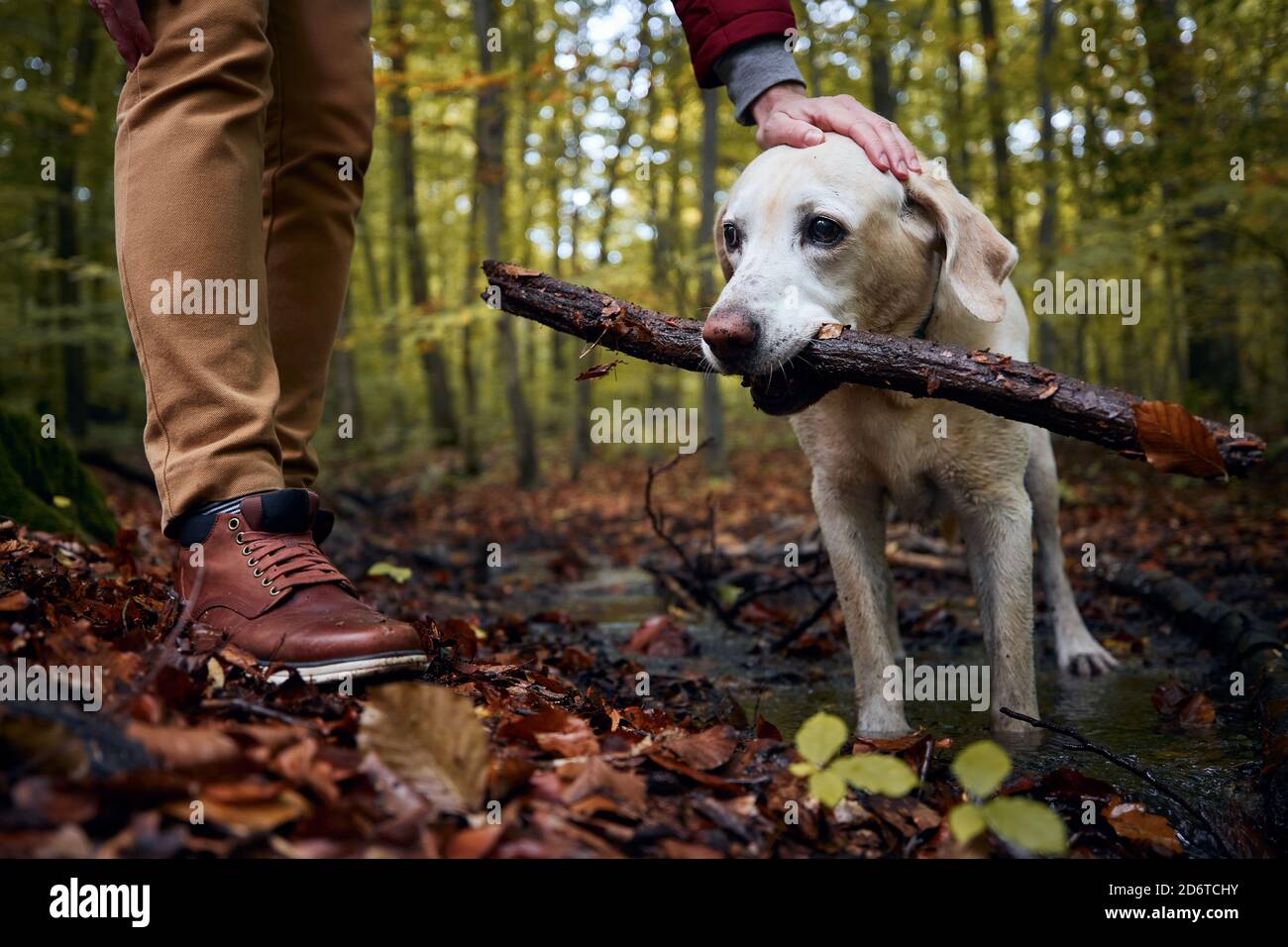 Mann mit Hund im Herbstwald. Tierbesitzer streichelte seinen labrador Retriever. Stockfoto