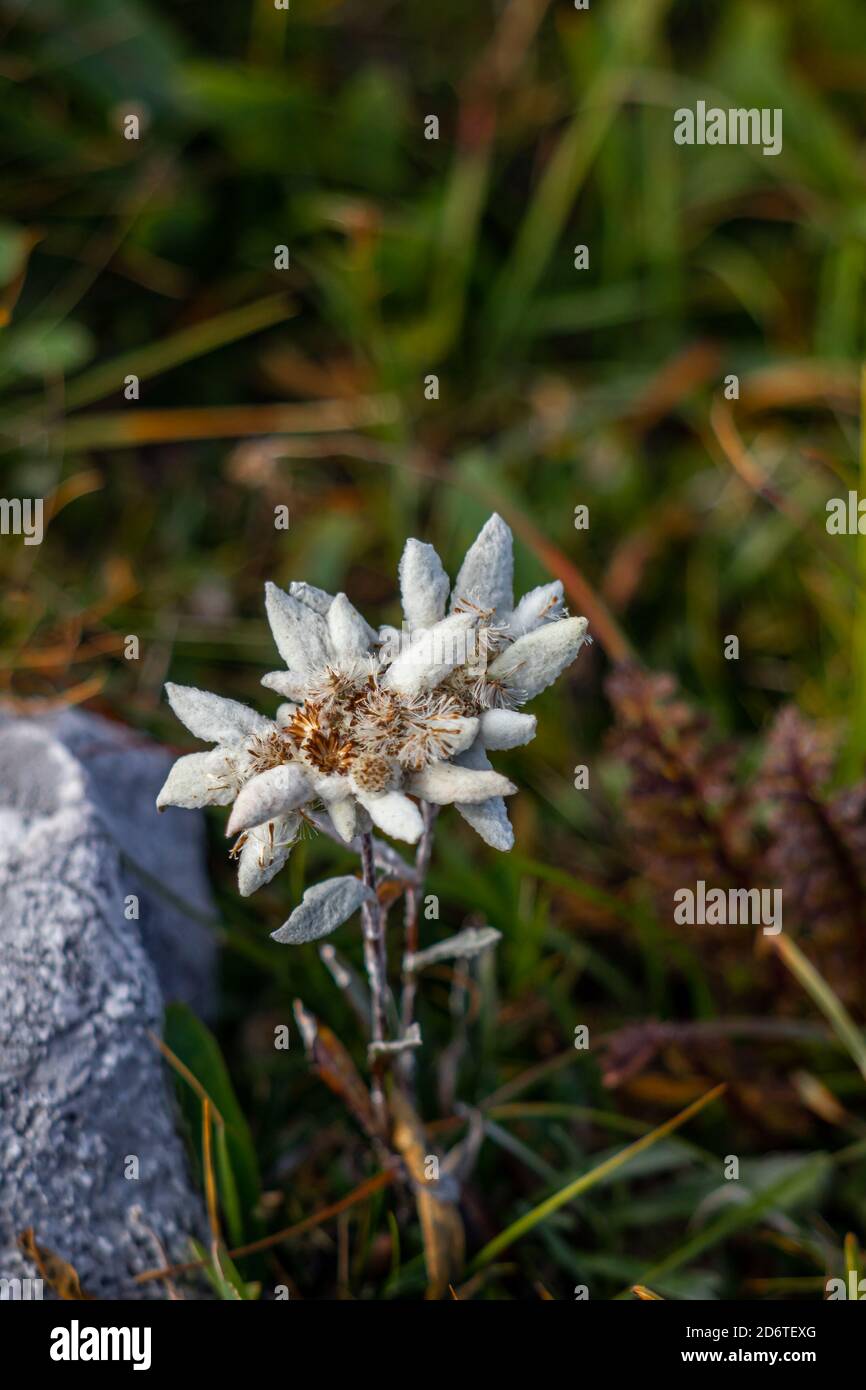 Wenige Edelweiss Nahaufnahme in den Bergen Stockfoto
