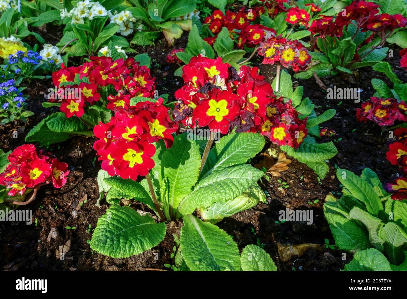 Frühlingshafte Gartenblumen rote Primeln im Blumenbeet Stockfoto