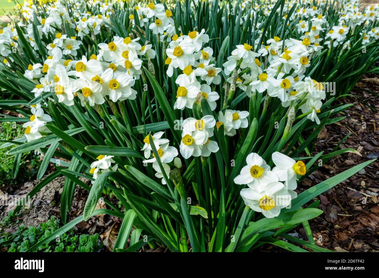 Frühling Garten Grenze Blumen Narzissen Narcissus 'Geranium' Blumenbeet Grenze Stockfoto