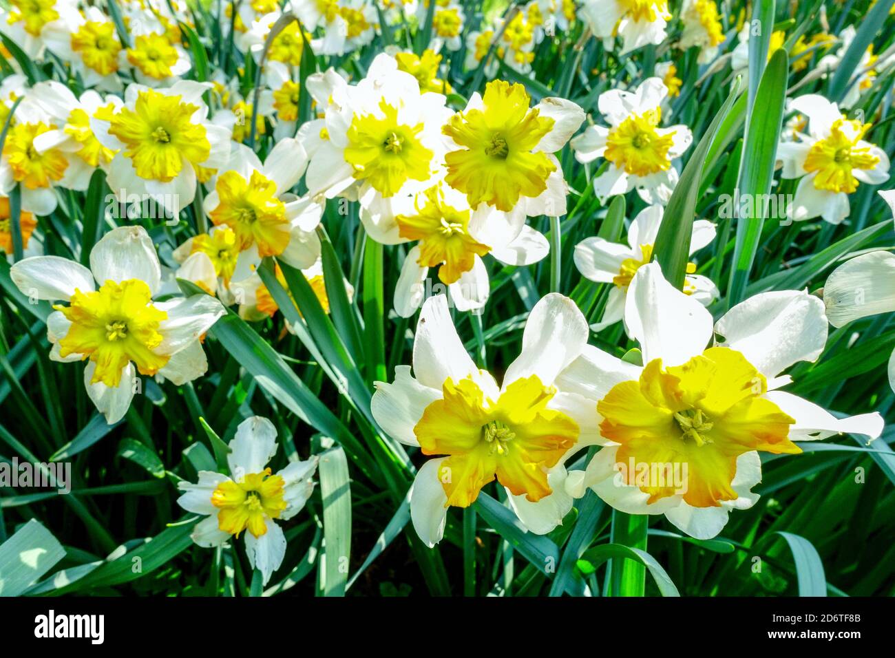 Narcissus Parisienne Frühling Garten Grenze Blumen in Blumenbeet Stockfoto