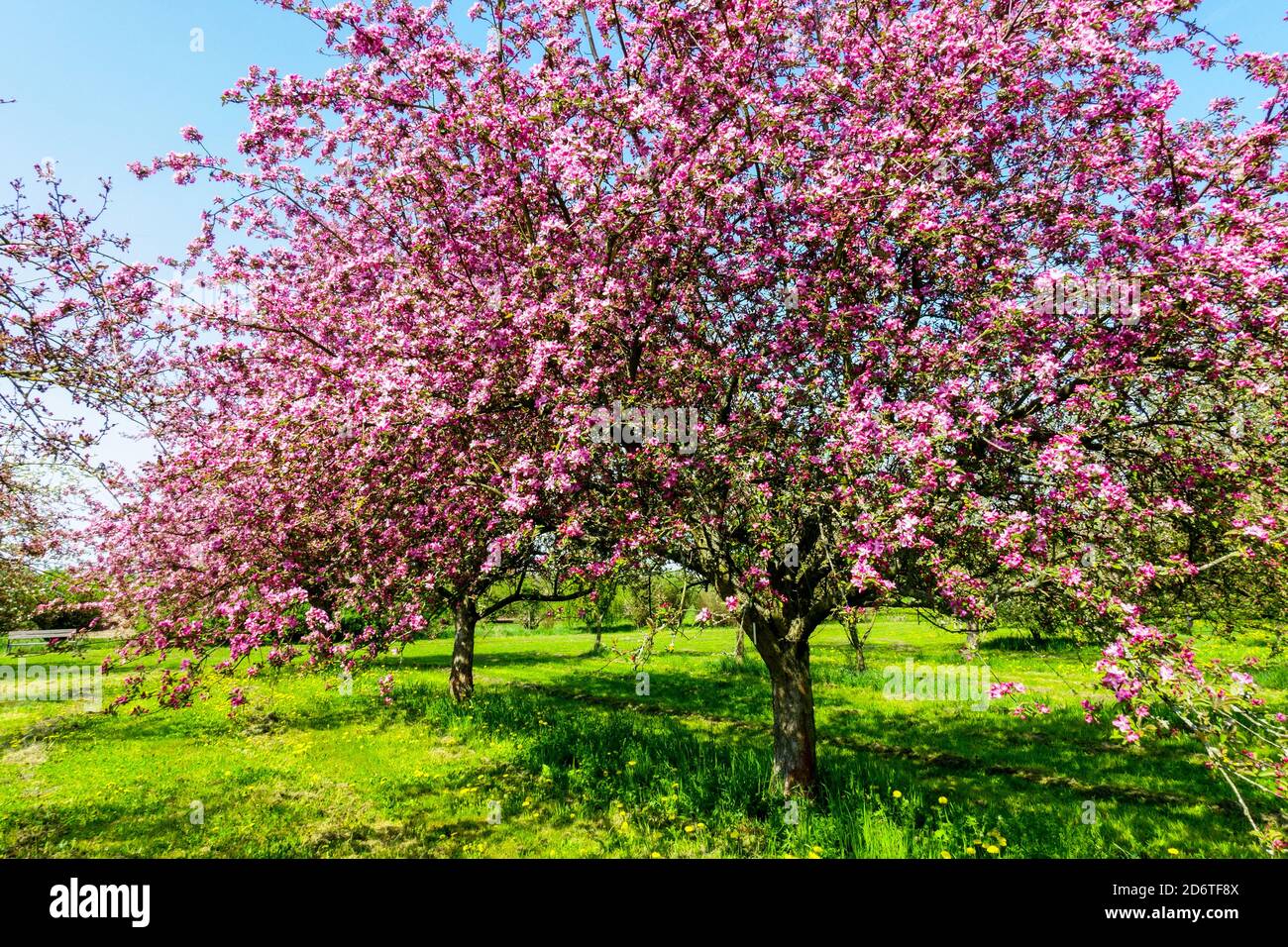 Blühende Bäume Frühlingssaison Apfelbäume Jahreszeiten in Obstblüten Frühlingssaison Schönheit Stockfoto