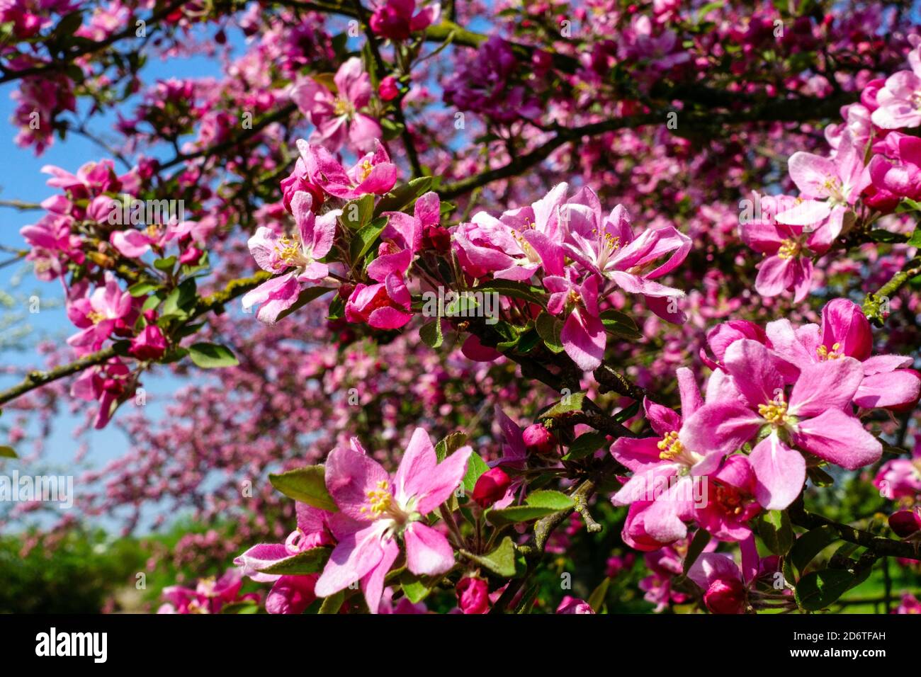 Blühender Baum Frühjahrssaison Apfelbaum Jahreszeiten in Obstgarten blüht Blumen Stockfoto