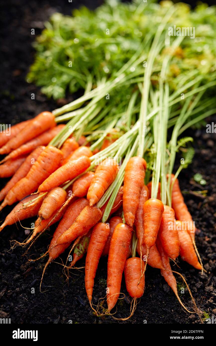 Frisch angebaute Karotten Stockfoto