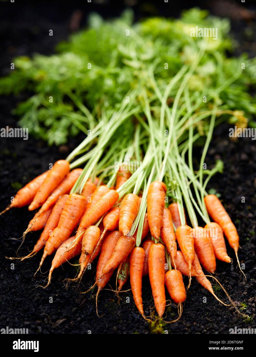 Frisch angebaute Karotten Stockfoto