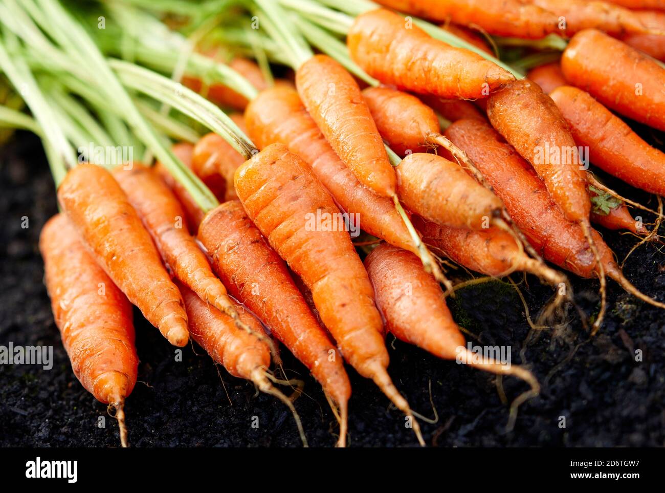 Frisch angebaute Karotten Stockfoto