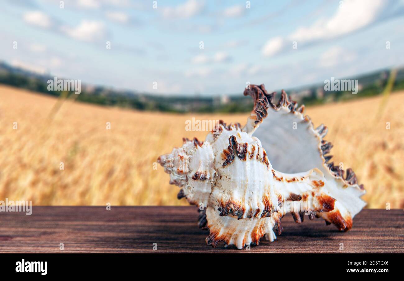 Seashell auf einem verschwommenen Hintergrund auf einer Holzoberfläche. Meeresfrüchtekonzept Stockfoto