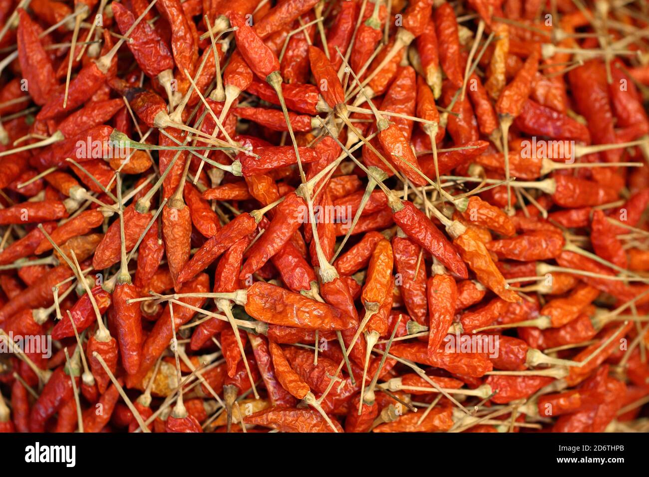 Trockene Vogel-/karen-Chilischoten (Capsicum frutescens) Hintergrund. Ein sehr scharfer wilder Chilischote wird als Aroma in der Lebensmittelindustrie verwendet. Stockfoto