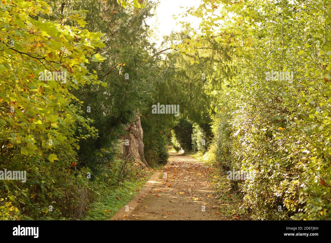 Schöner Waldweg an einem sonnigen Herbsttag Stockfoto