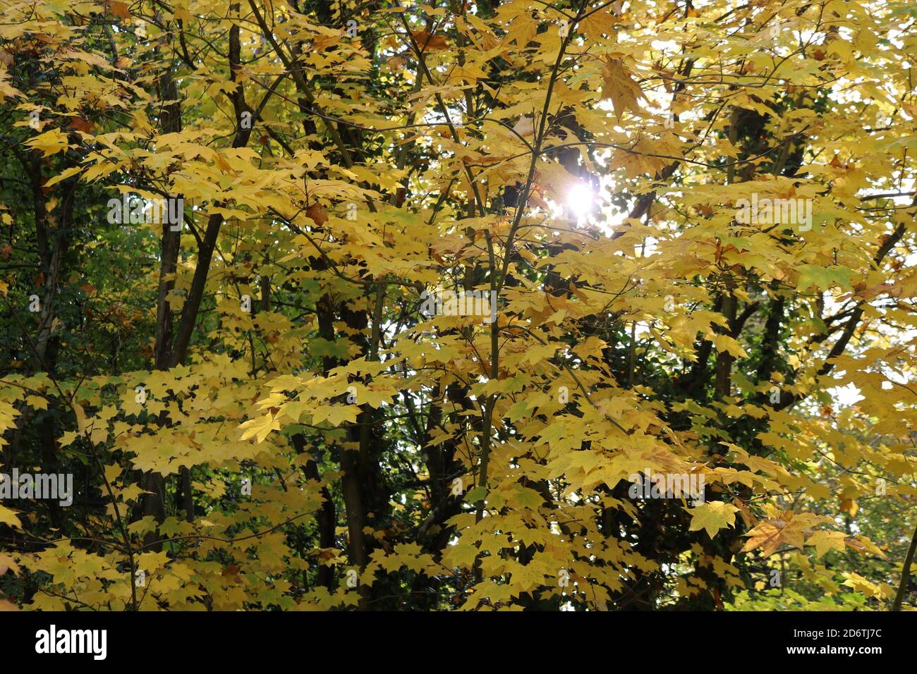 Die Sonne scheint durch den Baum, die Blätter wechseln im Herbst ihre Farbe Stockfoto