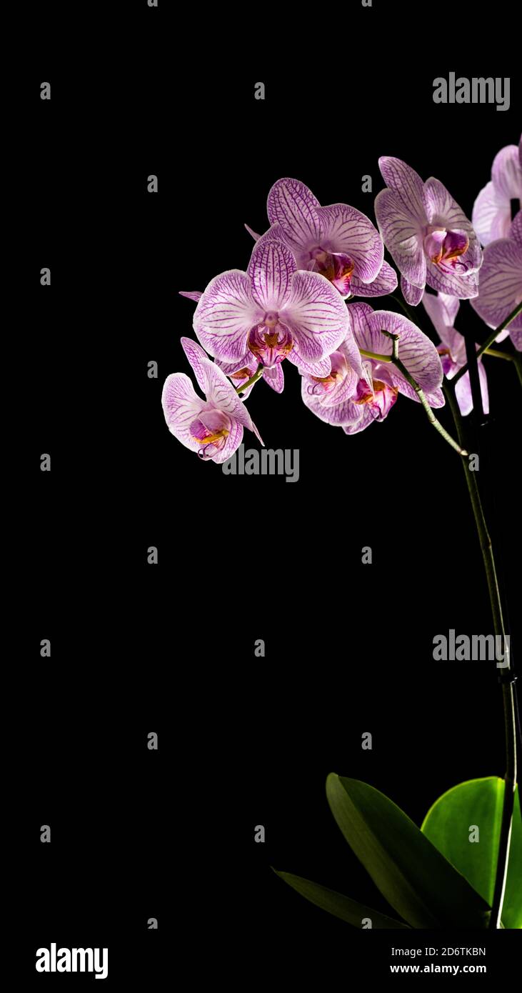 Lila Orchideenblume mit grünen Blättern auf schwarzem Hintergrund. Speicherplatz kopieren. Vertikales Foto. Stockfoto