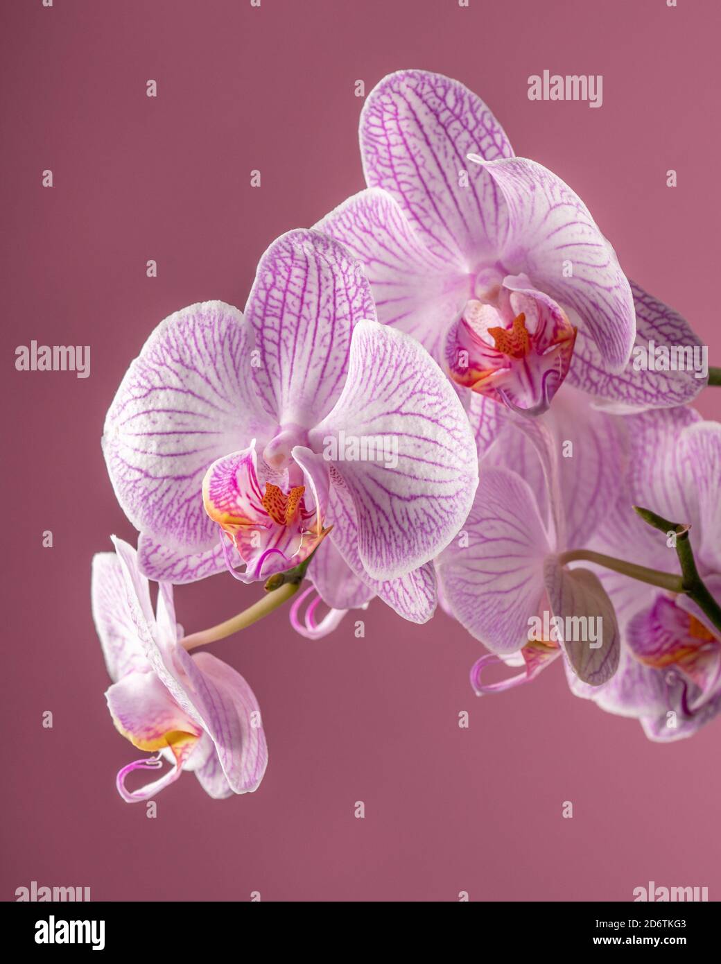 Lila Orchideenblume mit grünen Blättern auf lila Hintergrund. Speicherplatz kopieren. Hochwertige Fotos Stockfoto