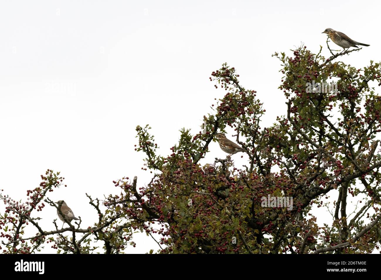 19. Oktober 2020: Britische Tierwelt: Zwei Feldfaren und ein Rotflügel - Teil einer großen Herde, die von ihrer Migrationsreise nach Wharfedale kommt. West Yorkshire. Rebecca Cole/Alamy News (c) Stockfoto