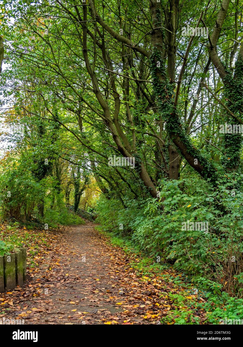 Baumgesäumter Abschnitt des Trans Pennine Trail gemeinsamen Fuß-und Radweg mit gefallenen Blättern im Frühherbst in der Nähe von York, England Stockfoto