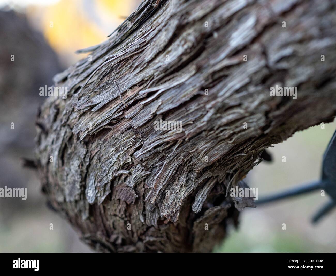 Nahaufnahme des Rebenstamms. Old Strain Hautdetail. Rillen des Rebenstamms. Makrofotografie Stockfoto