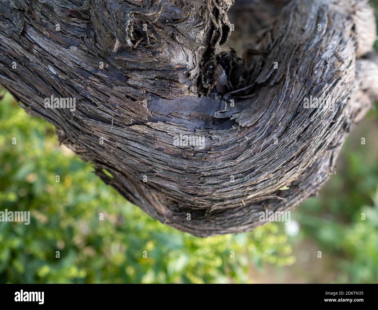 Nahaufnahme des Rebenstamms. Old Strain Hautdetail. Rillen des Rebenstamms. Makrofotografie Stockfoto