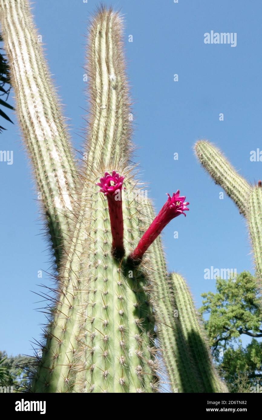 Cleistocactus tupizensis oder Cleistocactus buchtienii bloom Columnar Upright cactus Stockfoto