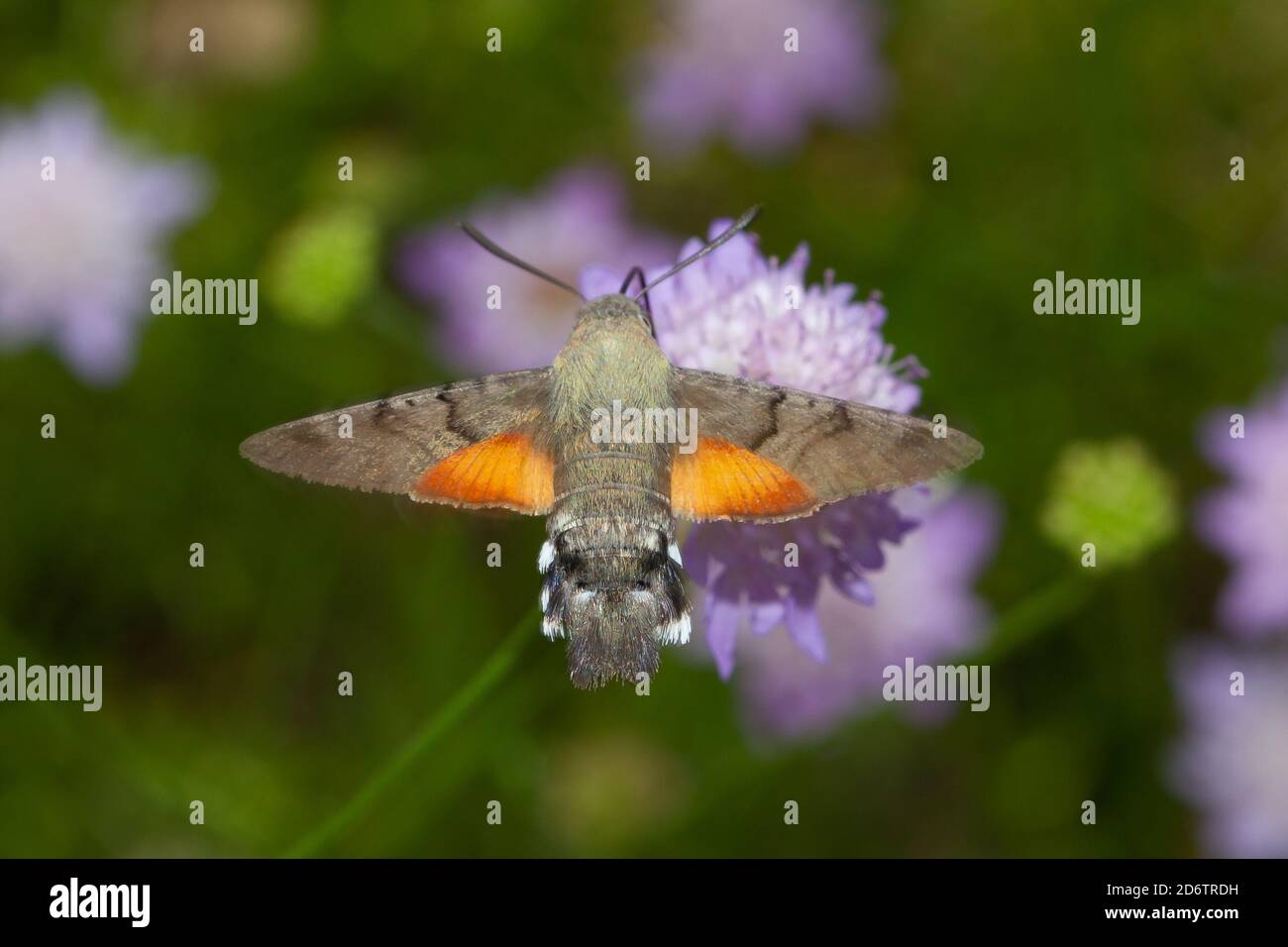 Atemberaubende Makroaufnahme eines fliegenden Kolibri-Falkenmotten Insekt sammeln Nektar auf einer Wildblume Stockfoto