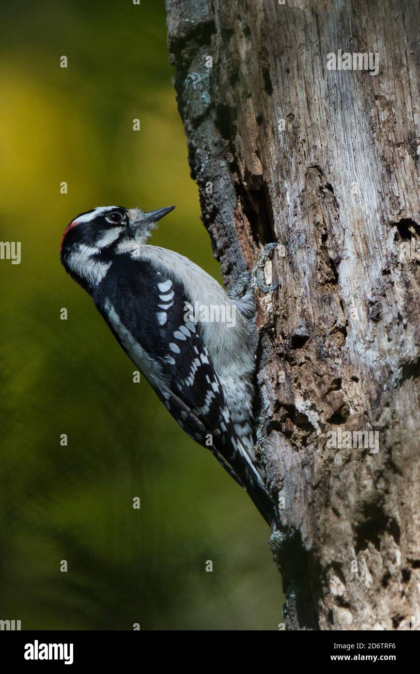 Flauschspecht, der Holz aus dem Loch im Baum zieht. Bohrung für Lebensmittel und zu Hause. Behaarte Spechte sichtbar auf bewaldeten Barsch Stockfoto