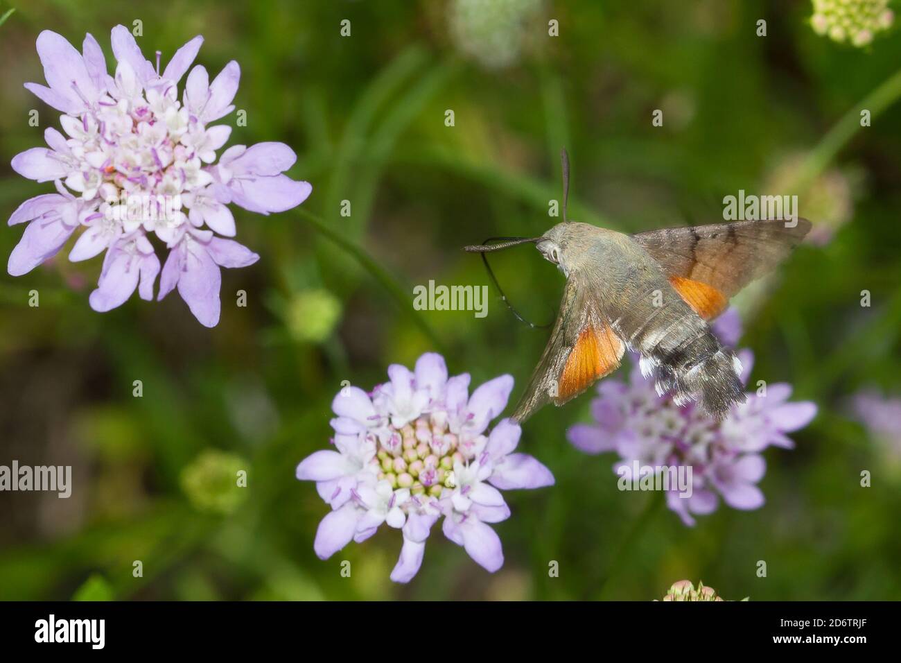 Atemberaubende Makroaufnahme eines fliegenden Kolibri-Falkenmotten Insekt sammeln Nektar auf einer Wildblume Stockfoto