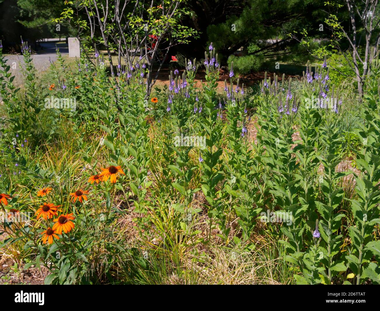 Heimische pflanzen -Fotos und -Bildmaterial in hoher Auflösung – Alamy