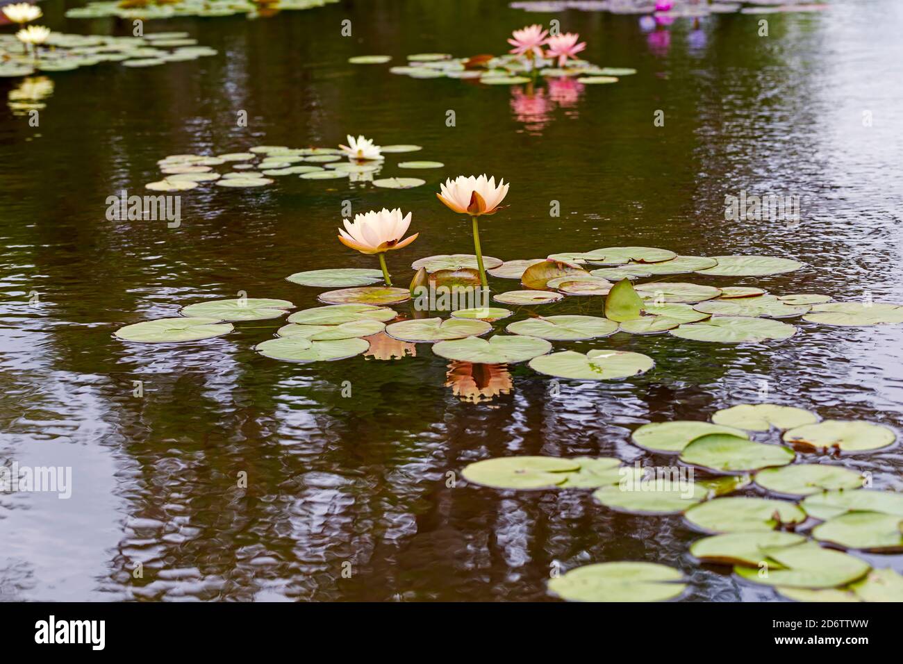 Seerosen in einem Teich in South Carolina Stockfoto