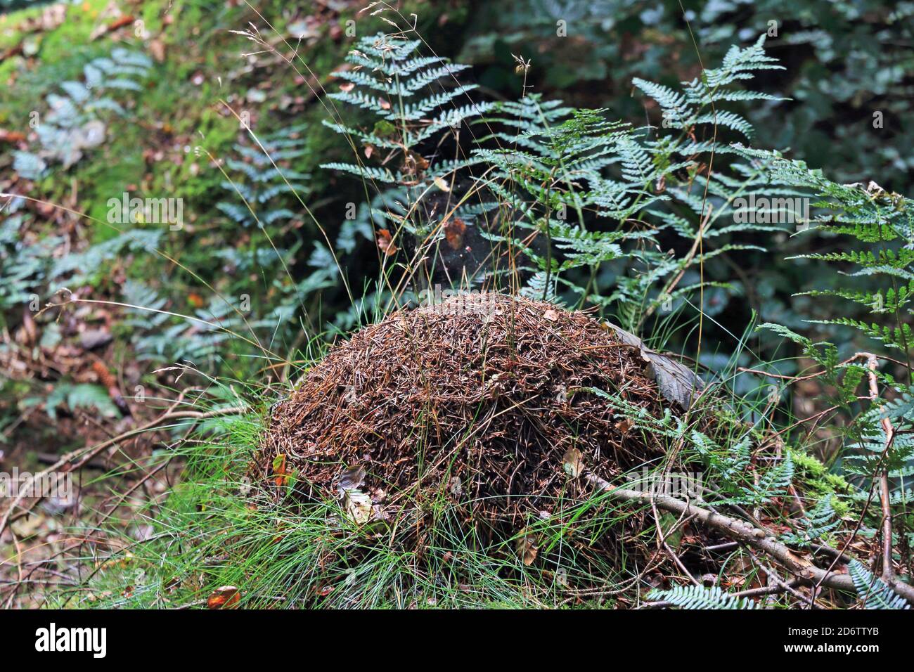ANT Hügel gebaut von Holz Ameisen, Hardcastle Crags, Hebden Brücke Stockfoto