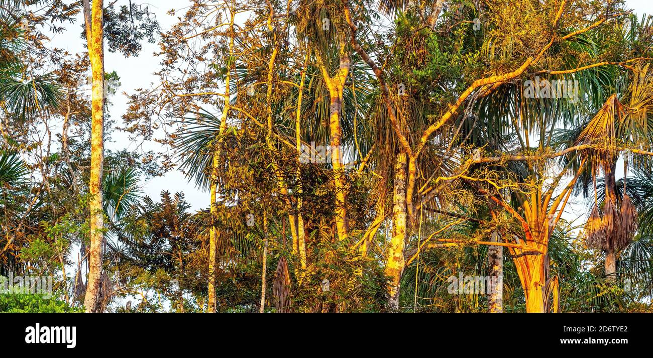 Amazonas Regenwald Vegetation bei Sonnenuntergang, bestehend aus den Ländern Brasilien, Bolivien, Kolumbien, Ecuador, Guyana, Peru, Venezuela und Surinam. Stockfoto