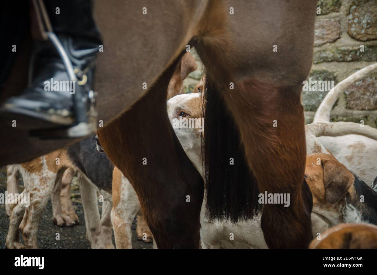 fox hunde bei einem Treffen, das darauf wartet, dass die Jagd aufbricht. Stockfoto