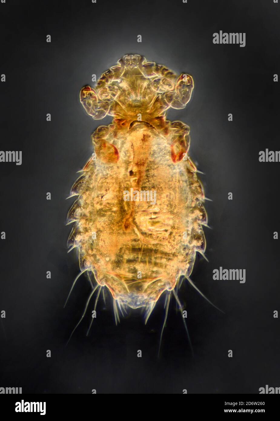 Mauslaus, Polyplax serrata, weiblich, Dunkelfeld-Photomikrograph Stockfoto