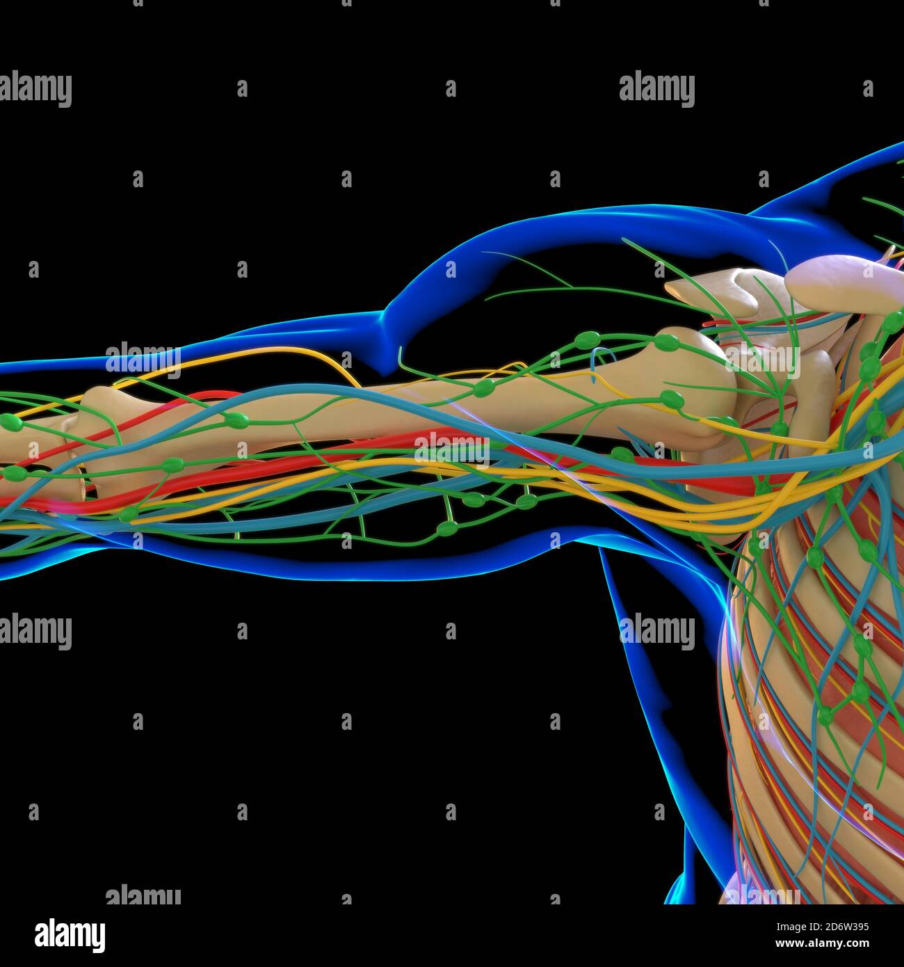 Menschliche Anatomie für medizinisches Konzept 3D Illustration Rendern Stockfoto