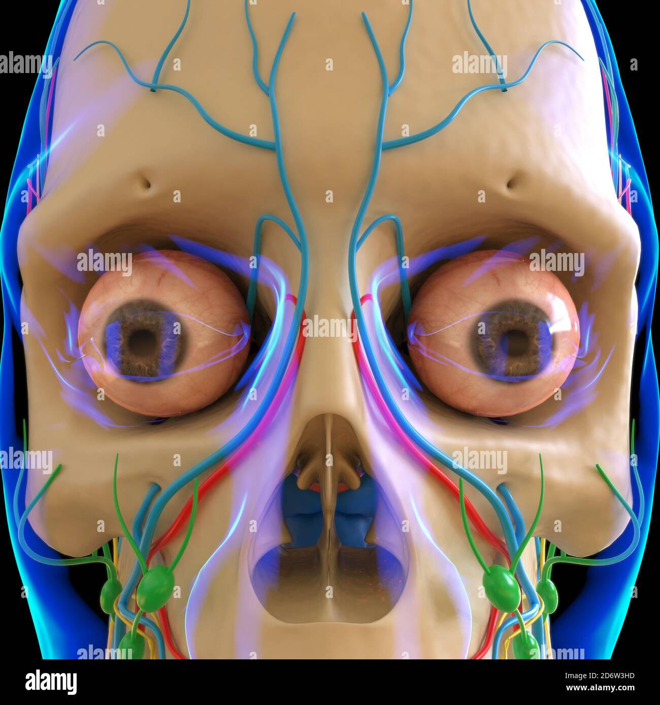 Menschliche Anatomie für medizinisches Konzept 3D Illustration Rendern Stockfoto