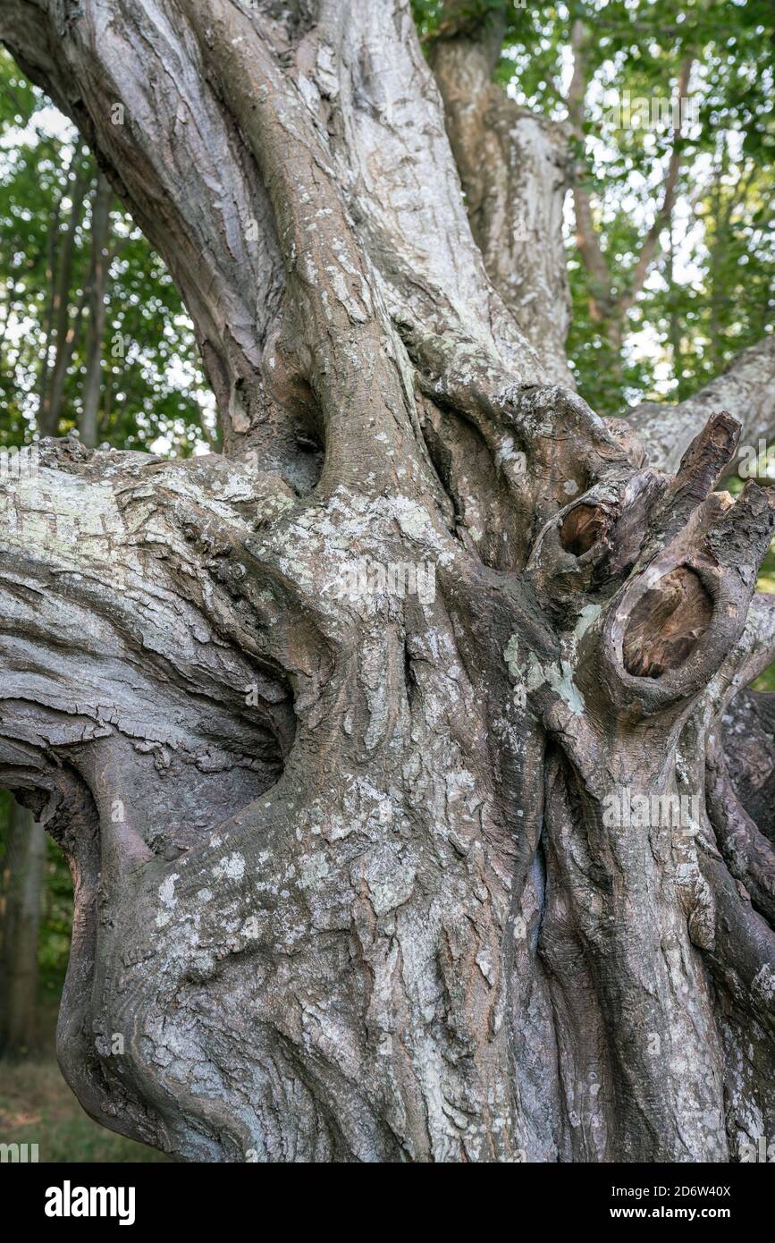 Details von toten Ästen eines entartigen Baumes am Verzauberter Märchenwald bei Nonnevitz auf der deutschen ostseeinsel Rügen Stockfoto
