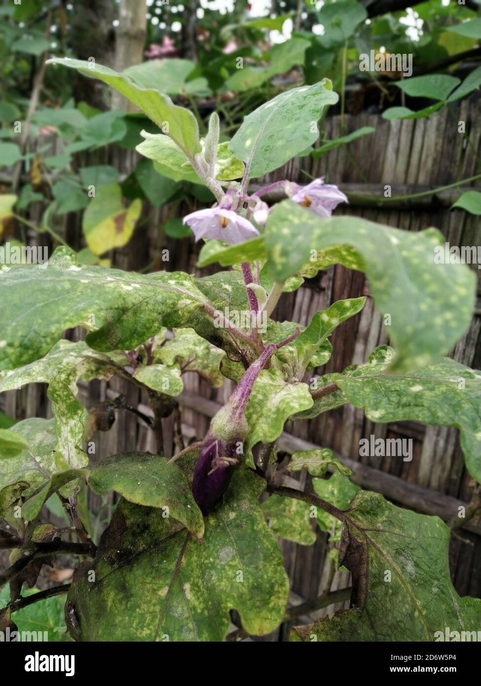 Infizierte brinjale Pflanze. Pflanze ist auch als Aubergine bekannt. Stockfoto