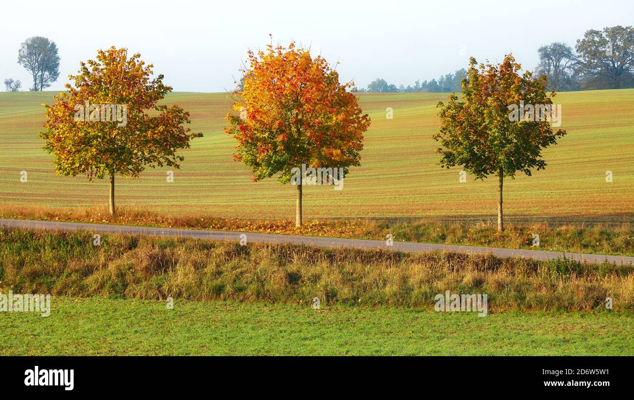 Herbstlandschaft mit Bäumen an einer Landstraße. Stockfoto