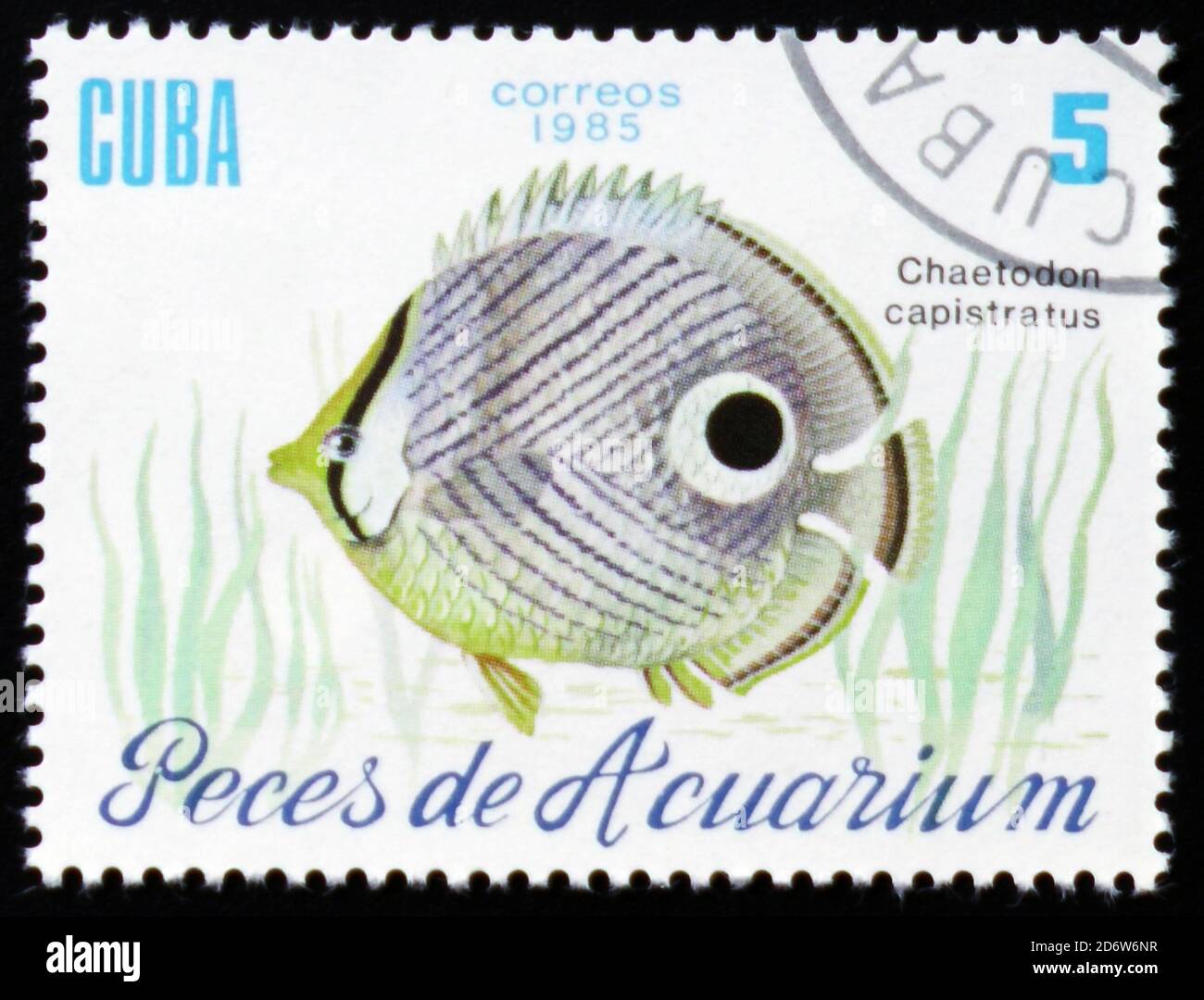 MOSKAU, RUSSLAND - 12. FEBRUAR 2017: Eine in Kuba gedruckte Marke zeigt einen Fisch mit der Aufschrift "Chaetodon capistratus", die Serie "Aquarium Fische", c Stockfoto