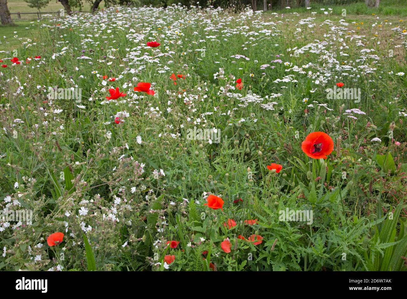 Abschnitt von Grat und Furche Feld mit Wildblumen gesät Colemans Hill Farm UK 2. Mai 2020 Foto 2. September 2020 Stockfoto