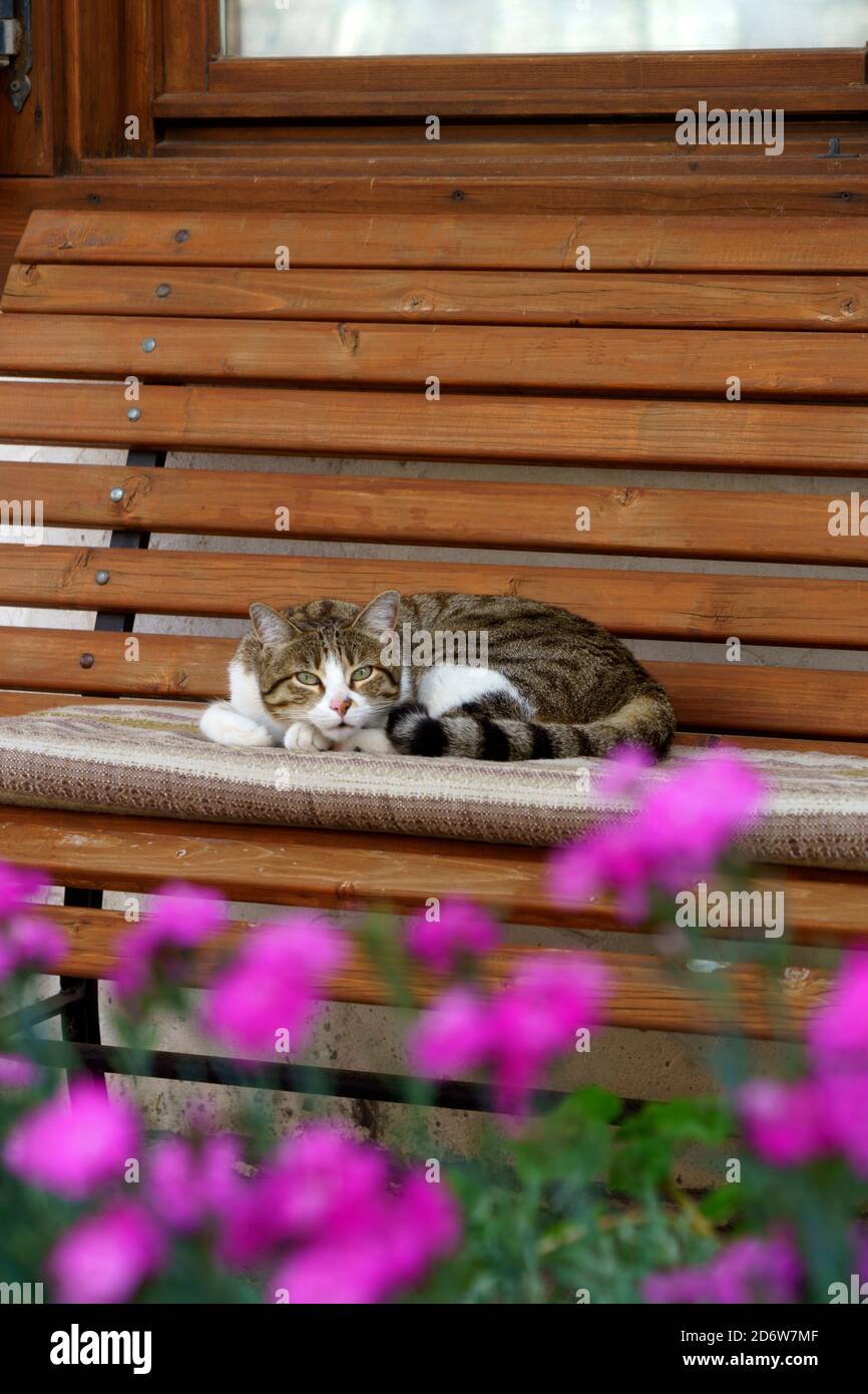 Cat on a wooden bench with flowers at Selva di Cadore, Dolomites, Belluno, Veneto, Italy Stockfoto