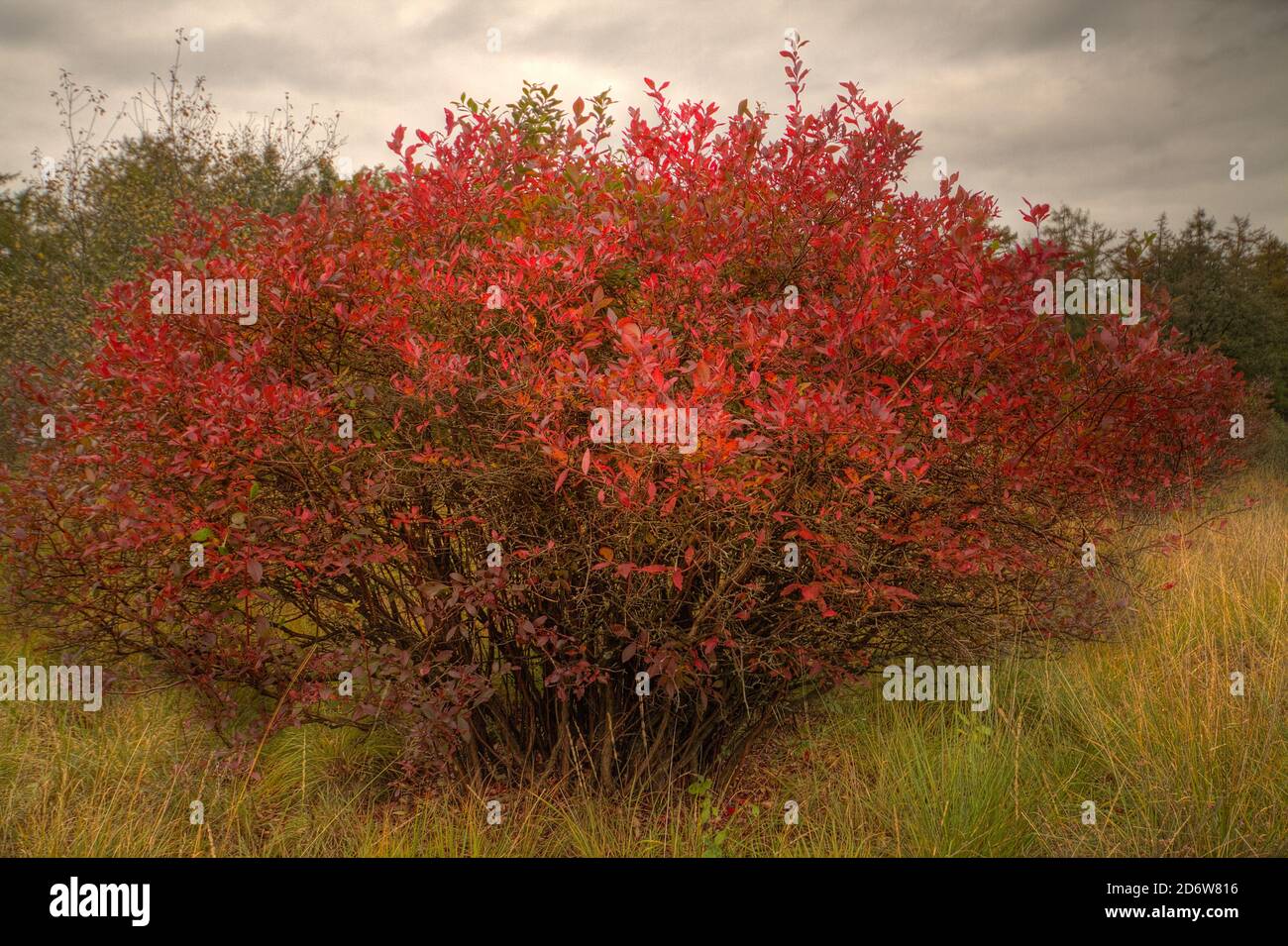 Schwarze Kirsche in Herbstfarben, ein Strauch mit schönen roten Blättern in einem Purple Moor Gras Feld unter einem dunklen Himmel Stockfoto